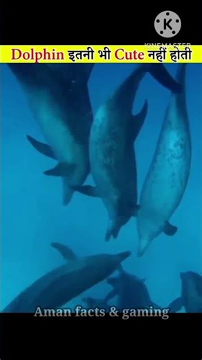 🐬 dolphins are not really cute 😱