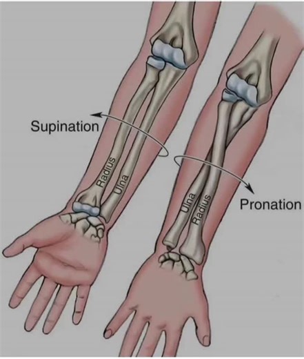 Aanya Paramedico on Instagram: "Anatomical position of hand #supine #prone"