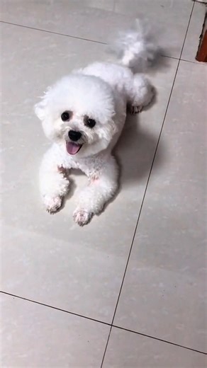 #Cut Puppy🐶, #Dog Lover Pet Happiness #Baby #Hugpet Beautifully #heartlove