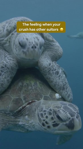 During sea #turtle #courtship, males will bite a female's rear flippers and then attach themselves to the top of their shells to mate 🐢 #TikTokTaughtMe