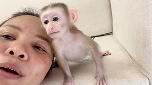 11K views · 511 reactions | Smarty Baby Jelly Accompany Selfie With Mommy | Monkey Daily | Facebook