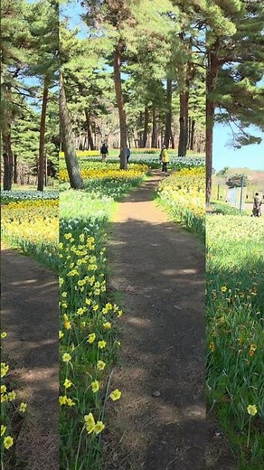 일본 히타치해변국립공원 수선화단지 National Hitachi Seaside Park Pleasure Garden, Japan