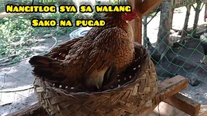 2.6K views · 47 reactions | HEN LAYS EGG - ACTUAL FOOTAGE  FOR FULL VIDEO YOUTUBE: Polomolok Native Chicken | Polomolok Native Chicken | Facebook