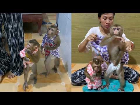 So Cozy! 💜 Smart Monkeys Walk Upright While Wrapped in Warm Blankets