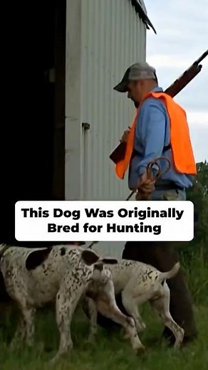 This Dog was Bred for Hunting #dogbreed