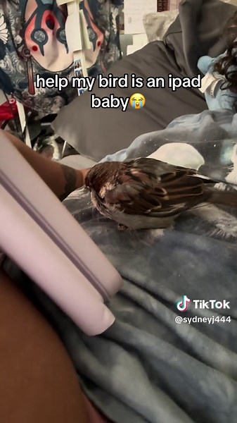 IPAD BABY BIRD #bird