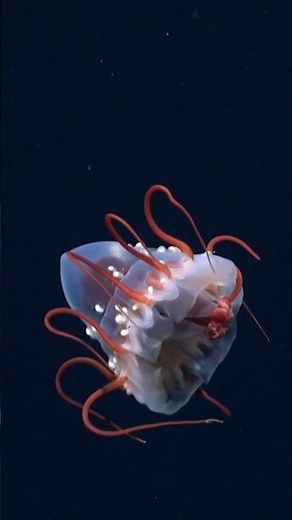 Scientists Found a Jellyfish Stranger Than Fiction #helmet jellyfish #deepsea