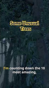 Amazing 10 Unusual Trees From Around The World!