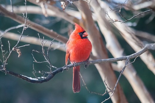 Cardinal Bird Meaning & Symbolism: What Does It Represent?