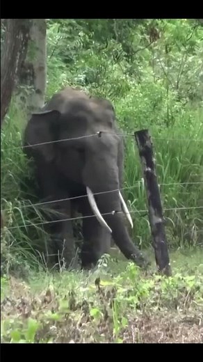 Nature’s vibe #shorts #animals #cute animal moment #animallovers #fa9lasong