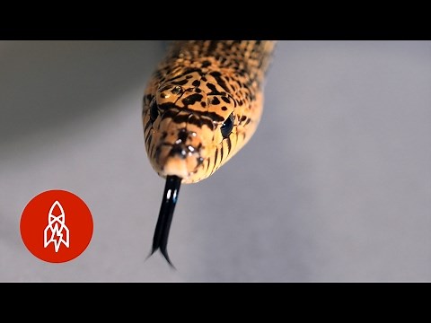 The Louisiana Pine Snake Slithers for Survival
