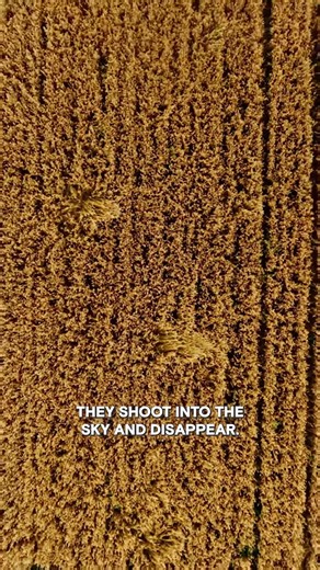395K views · 3.7K reactions | The UFOs That Vanished Into the Sky #TheProofIsOutThere Watch New Episodes Fridays at 10/9c on HISTORY! | HISTORY | Facebook