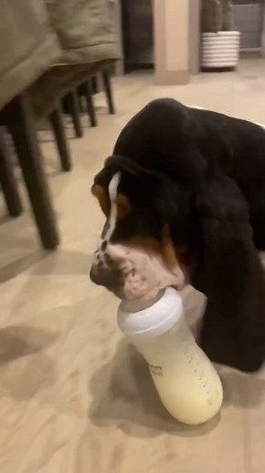 O my baby 🥰 🥰 | Basset Hound Lover