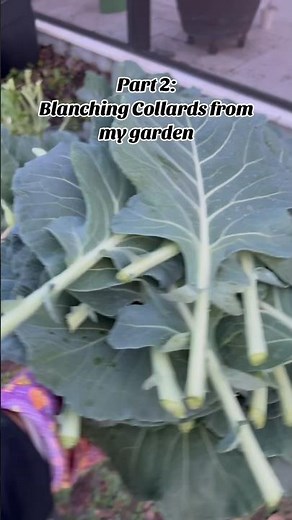 How to blanch collard greens from the garden