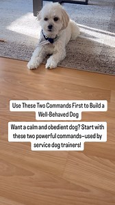 How To Train Your Dog | Dog Training Tips on Instagram: "The first two commands you should teach your dog are “Watch” and “Touch”. These are essential for laying the foundation for a well-behaved dog—and are the same methods used by service dog trainers to create calm, focused dogs! 🐾 1. The “Watch” Command: • How It Works: The “watch” command teaches your dog to focus on you by making eye contact. When you say “watch,” your dog should look at you, even in distracting environments. • Why It Wor