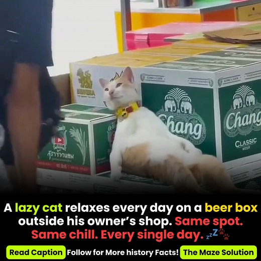 1.6K views | This cat has truly mastered the art of relaxation ...