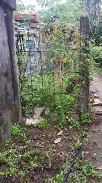 Simple Joys of Rural Life in the Province 🌾 | #rurallife #farmlife #probinsya #nature #farming101