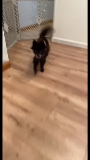Kismit update! Little guy was a ball of energy today and really found his bark! Hoping to get him into the vet tmr!#pomeranian#foryou#gofundme