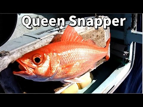 Deep Drop Vertical longline Fishing Japan ｜ Queen Snapper Handline Tradition