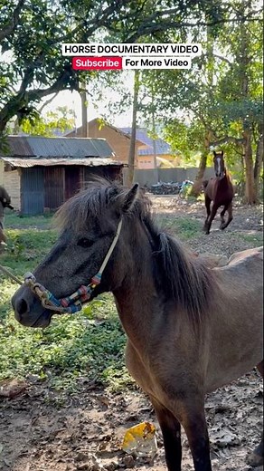 Eps.38 Natural Horse Behavior Documenter #horse #animals #behavior #fyp #shorts
