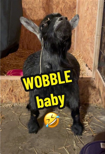 No one has done this dance better than Amy did back when she was trying to get her triplet baby boys in position to be delivered 😅 #wobble #goatsoftiktok #pygmygoats #farmersoftiktok #funnyanimals