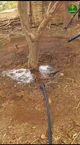 Drip irrigation system #dripirrigation #irrigation #sustainablefarming #waterconservation #agriculture #farming #smartfarming #cropirrigation #ecofriendly #watersaving #plantirrigation #gardentips #farmtech #irrigationsystems #hydroponics #urbanfarming #organicfarming #agritech #harvest #smartagriculture #irrigationtechnology #watermanagement #gardening #sustainableagriculture #dripsystem #precisionfarming #farmtotable #droughtresistant #soilhealth #farmingcommunity | Digital Farmer
