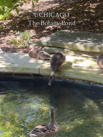 A Peaceful Moment at the UChicago Botany Pond