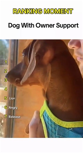 Dogs being idiots part 352 😂| Funny dogs compilation #funnydog #funnypet #cutedog #dog #dogsworld