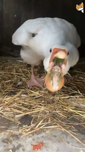 Animals and phyla 🤣😂#foryou #funny #usa #animals