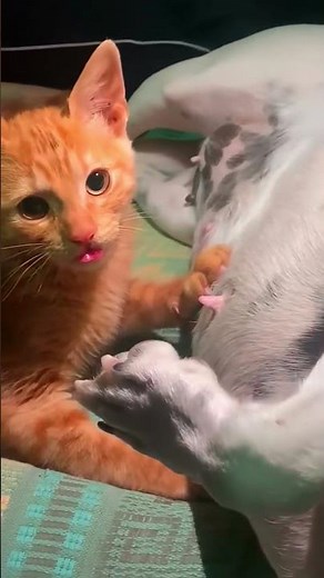 😹 BEST Funny Cat Videos Ever! 😂 Viral Cat Fails & Hilarious Clips