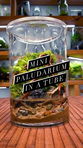 🌴🌿 Mini #Paludarium in a Tube #MinneTerrariums #terrarium #terrariums #terrarium_art #terrariumdesign #paludariumplant #ecosystem #terrariumsofinstagram | MinneTerrariums