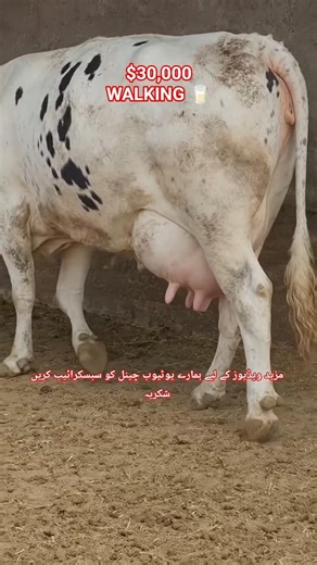 MILK QUEEN WALKING 😱 | $30,000 Holstein #shorts