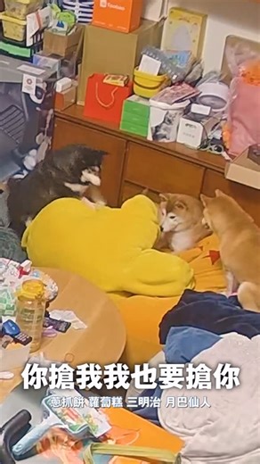 蔡定洋 （肥肥） on Instagram: "這台語叫做「ㄎㄟㄒㄧㄡ」🤣🔥 @fatfatgod #柴犬七仙女 #時刻影像工作室 #蘿蔔糕 #三明治 #蔥抓餅"