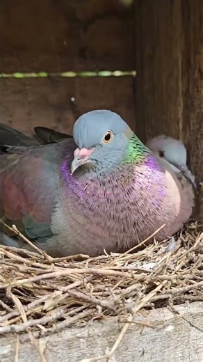 pigeons time 10 #shorts #shortvideo #shortsfeed #shortsYouTube #pigeon #birds
