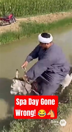 Donkey Takes a Bath… But Things Get Wild! 😂🐴💦#funnydonkey #donkeyshorts #donkeyvideos