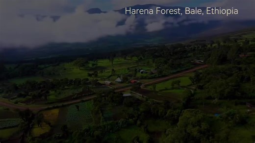 📍𝙃𝙖𝙧𝙚𝙣𝙣𝙖 𝙁𝙤𝙧𝙚𝙨𝙩, 𝘽𝙖𝙡𝙚 𝙈𝙤𝙪𝙣𝙩𝙖𝙞𝙣𝙨 𝙉𝙖𝙩𝙞𝙤𝙣𝙖𝙡 𝙋𝙖𝙧𝙠. The southern and largest area of the park consists of the second largest forest in Ethiopia: the Harenna forest. Along with the adjacent State- and community-managed forest outside the park, it constitutes an area of over 4,000km2. It is also the largest cloud forest in the country. The road from the plateau takes you down the Harenna escarpment and into the forest. Mountain bamboo grows within the forest, part