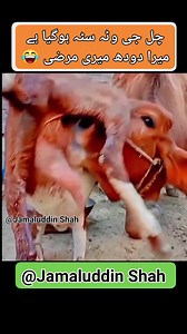 963K views · 5K reactions | A big @prank of animals, a goat and a cow, milk for each of you. #FollowerTopTrendingViralVideoForYouPakistanIndia #Bangladesh #Afghanistan #UAE #SaudiArabia #United #StatesAnimal #Enthusiasts مزید ایسی ویڈیوز کیلئے اس پیج کو فالو کریں اور کونٹینٹ کو شئر کریں | Jamal Uddin Shah | Facebook