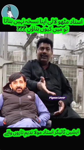 The Art of Pigeon Keeping: Tips from Experts