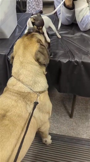 #mastifflove❤️ | The Mastiff Club of America