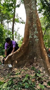 5.6M views · 22K reactions | Small Ivory mahogany tree trunk felling. #treework #treefelling #logging | Yulianto | Facebook