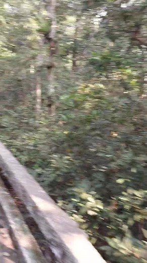 Forest mean for rest | Farhabi Nikel