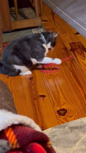 Winkles loves playing string #catlovers #cat | Sowing Acorns Boutique | Facebook