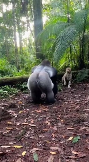 Gorilla vs Leopard – A Wild Jungle Clash!