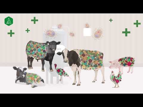 What Makes Autolysis Different?