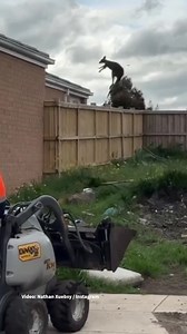 A landscaper has captured the incredible moment a kangaroo jumped about 3m high as it bounded over the fence of a property. 👉 https://bit.ly/3AJgF60 | The Observer
