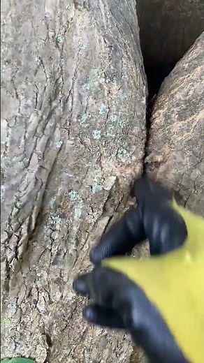 Drilling hole in tree to keep from rotting