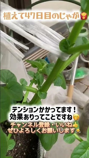 【じゃがいも】#47 対策できてるでしょう！ 【ポテト】【観察日記】【家庭菜園】【ベランダ】【エコバック】#shorts
