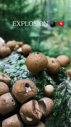 Pourquoi disperser les spores des champignons ? Pour assurer la reproduction. Les spores sont l’équivalent des graines chez les champignons : quand elles se dispersent dans l’air, l’eau ou par les animaux, elles colonisent de nouveaux milieux. Si elles tombent sur un substrat favorable (humide, riche en matière organique), elles germent et forment un nouveau mycélium, ce qui permet au champignon d’assurer sa survie, d’étendre son territoire et de maintenir la diversité génétique de son espèce. #