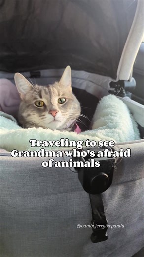 Bambi the Adventure Cat Wins Over Grandma's Fear