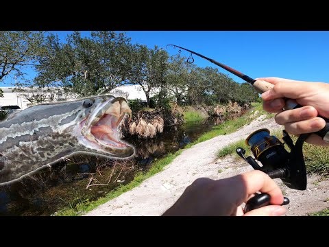 Tackling one of South Florida's most INVASIVE Fish Species (Bullseye Snakehead Fishing)